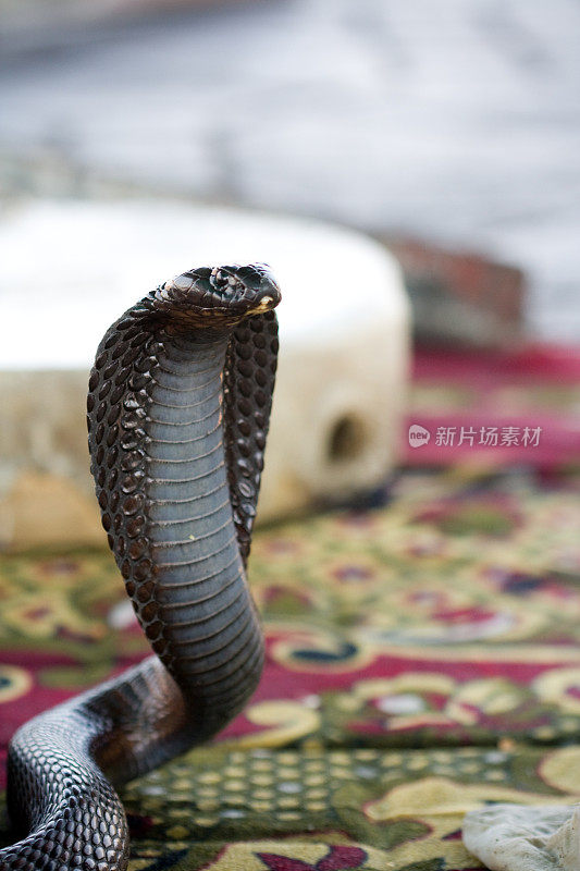 眼镜蛇在Djemaa El-fna广场，马拉喀什